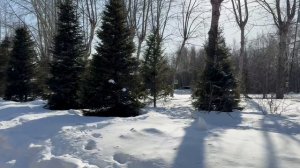 Зимняя сказка ☑️❄️⛄️ Тюменские зарисовки ✈️ 27 Февраля 2026