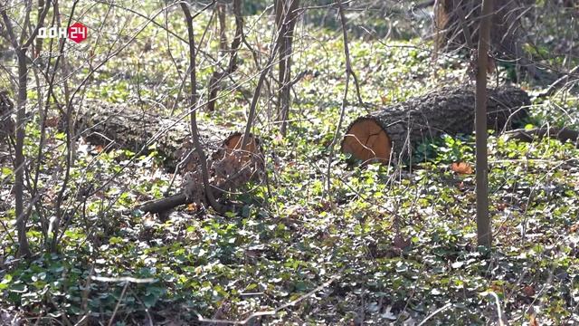 Вырубка ясеней: вредитель не оставляет выбора