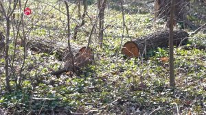 Вырубка ясеней: вредитель не оставляет выбора