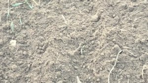 Как выбрать культиватор аккумуляторный? Моя технология обработки почвы