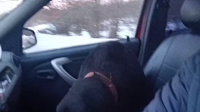 НАя 🐕 поехала со мной)❤️