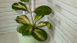 Хойя Обовата вариегата сплеш