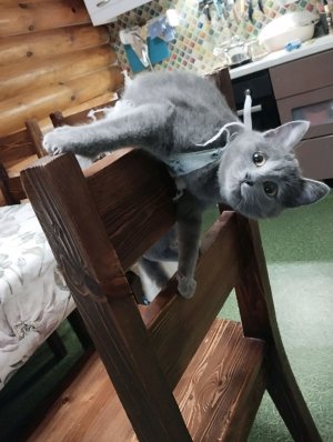 Рассказываю о своих питомцев