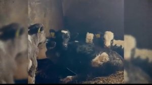 Письмо Путину, ФСБ и прокурору — фермеры пошли ВА-БАНК. Выпуск 9.