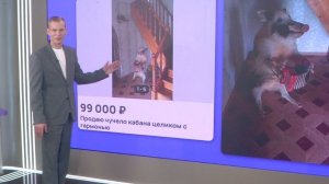 Ярославский кабан с гармошкой стал звездой интернета