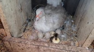 ПЕРВЫЕ утята в этом году! ПОЧЕМУ ТАК МАЛО?!