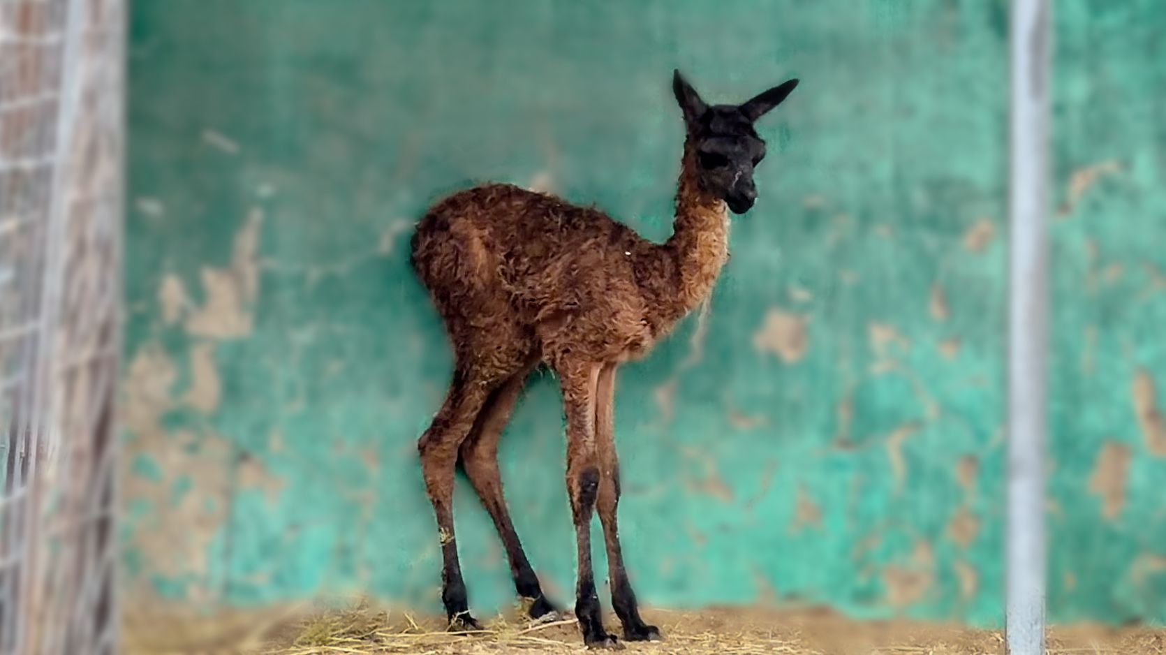 Малыш хочет есть, а мама лама не дает, не стоит на месте! Что будет кушать детеныш? Кто поможет?