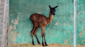 Малыш хочет есть, а мама лама не дает, не стоит на месте! Что будет кушать детеныш? Кто поможет?