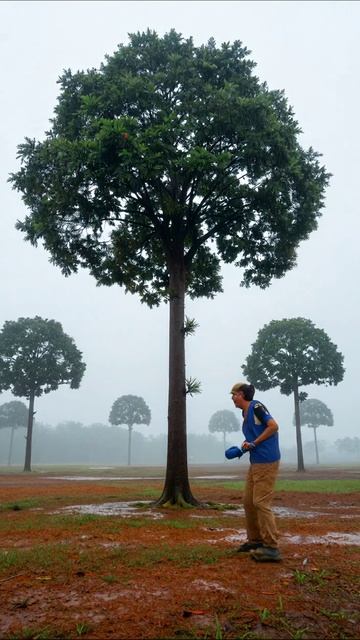 Тайны туманных лесов: загадочные деревья #природа #танецдеревьев #горы