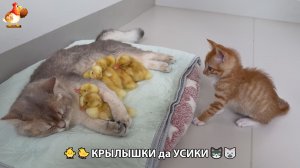Утята и Цыплята - Кошки и котята, Собаки и щенята 335 Хвостики да Усики ❣️