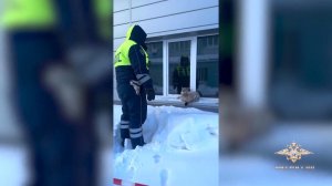 Ещё одну рысь отловили в Югре