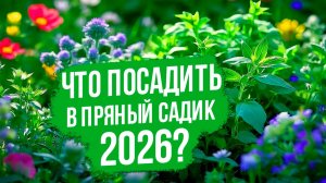 Пряные и ароматные травы в вашем саду!