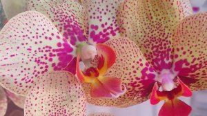 Новые роспуски, цветение орхидей в марте 2026г.