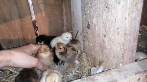 Очередной вывод ЦЫПЛЯТ под квочкой! / Хохлатые, с оперннными ножками цыплята / Отдал цыплят квочке