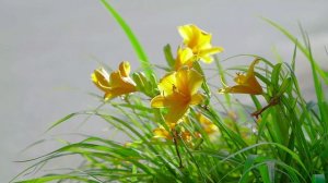 "Белый шиповник "- Ирина Сук (2021г)