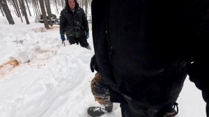 КАК ДОБЫТЬ ДРОВА ЛЕГАЛЬНО. ВАЛЕЖНИК ДЛЯ НАРОДА. СНЕГОХОДЫ УТОНУЛИ В СНЕГУ НО МЫ ДОБЫЛИ ДРОВ.