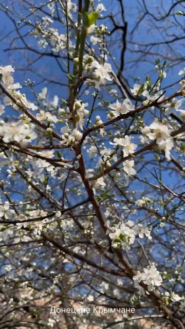 Ялта. Весеннее утро 🌸