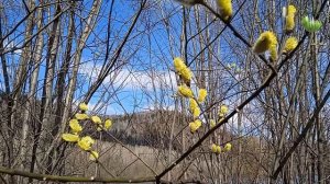 пробуждение сибирской весны...