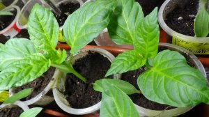 ПОСЕВЫ 2026-104. Рассада сладкого перца после пикировки.