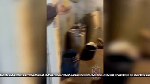 В Волгоградской области пресекли незаконную торговлю рыбой смотреть онлайн