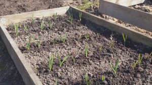 Чеснок. Снег сошёл,  корми чеснок. Без жёлтых листьев, крупная головка.