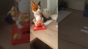 котик из китая машет лапкой