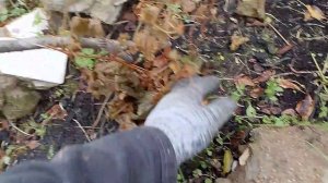 05-10-2025 Ч.2. Укрываю виноград выращенный из косточки