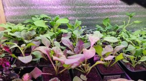 ОБЗОР МОЕЙ РАССАДЫ.