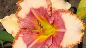 Дача и дизайн ! (2)