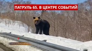 ПАТРУЛЬ 65: Медведи проснулись на Кунашире, гибель в пожаре и спасение кабарги. Сахалин24.03.26