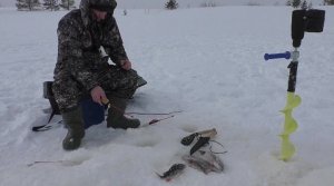 ОТКРЫЛ НОВЫЙ СПОСОБ ЛОВЛИ ОКУНЕЙ ЗИМОЙ.КЛЮЁТ БЕЗОТКАЗНО!!! Зимняя рыбалка 2022 г.