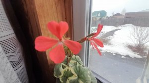 В САДУ ВЕСНА , ВСЁ ТАЕТ - ГРЯЗЮКИ ПОКОЛЕНО/ЖИЗНЬ В ДЕРЕВНЕ/ЗАБОЛЕЛА КОНКРЕТНО/СДЕЛАЛА ВЕСЕННИЙ САЛАТ