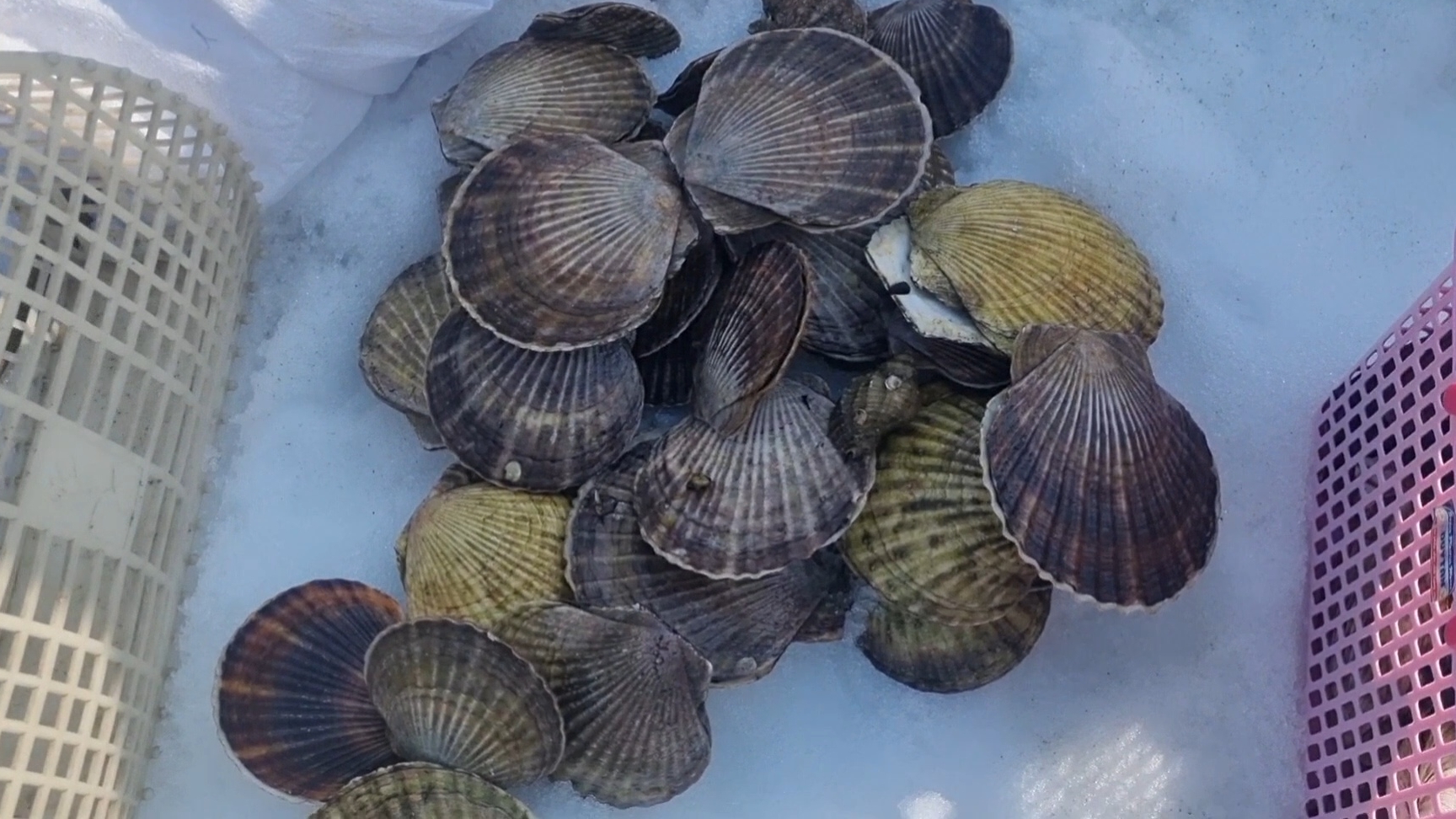 Сбор Гребешка - на отливе! Сахалин море Кормит море продуктами ...