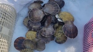 Сбор Гребешка - на отливе! Сахалин море Кормит море продуктами ...