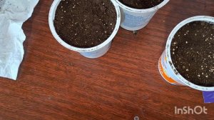 Вязание продвигается. Огород увеличивается. Хлеб печётся.