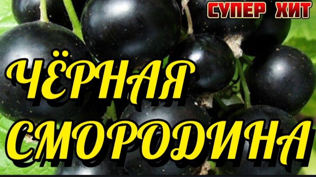 *** ЧЁРНАЯ СМОРОДИНА ***