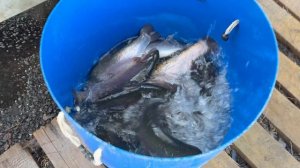 Привоз форели навеска 2,0-2,5 кг