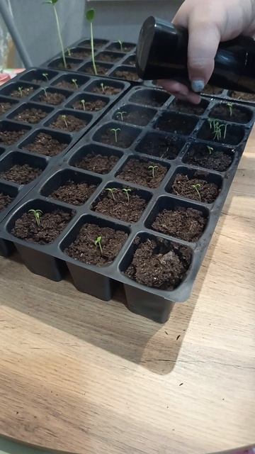 Рассада #сажаемрассаду #рассада #огород #урожай #рассадаовощей
