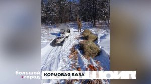 КОРМОВАЯ БАЗА. Большой город 24/03/26