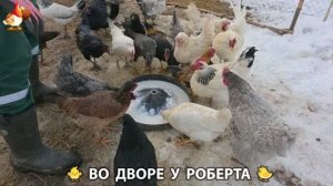 Содержание кур в домашних условиях и других птиц во дворе у Роберта 🐣🐤🦆🐔🪿🦃 (451)