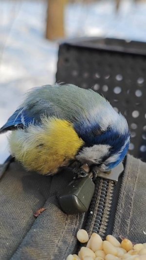 Про синицу и орешек