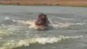 Бегемот попытался догнать туристов в Уганде