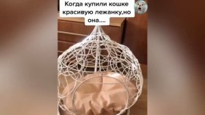 СУРОВЫЕ_РУССКИЕ_КОТЫ😼_ПРИКОЛЫ_С_ЖИВОТНЫМИ_2022😂_СМЕШНЫЕ_КОШКИ_и