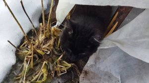 Бездомный голодный кот, превозмогая страх, просит кушать