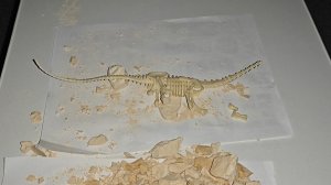 Раскопки динозавров: Светящийся скелет диплодока в гипсе. Обзор набора.