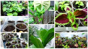 21 марта. Хлопоты садовода- огородника. Колеусы и другие цветы. Вечерний релакс.