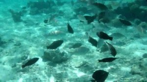 Египет. Хургада. 2012, октябрь. Отель Zahabia Resort & . Пляж отеля.