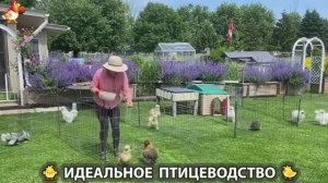 Идеальное птицеводство достойно восхищения 🐓🦆🦢🦚🦃🐔 эпизод (470)