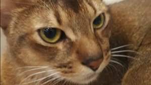 Стрим я же сказал что вернусь