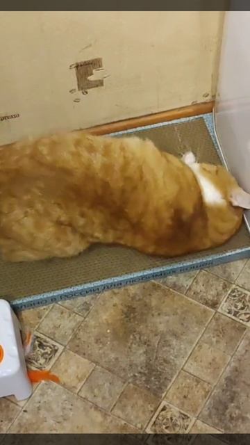 Качество когтеточки отличное!❤️